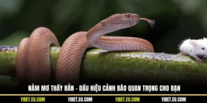 Nằm Mơ Thấy Rắn - Dấu Hiệu Cảnh Báo Quan Trọng Cho Bạn