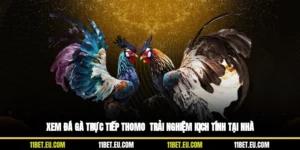 Xem Đá Gà Trực Tiếp Thomo - Trải Nghiệm Kịch Tính Tại Nhà